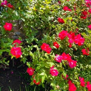 Meet your Posher, John paul